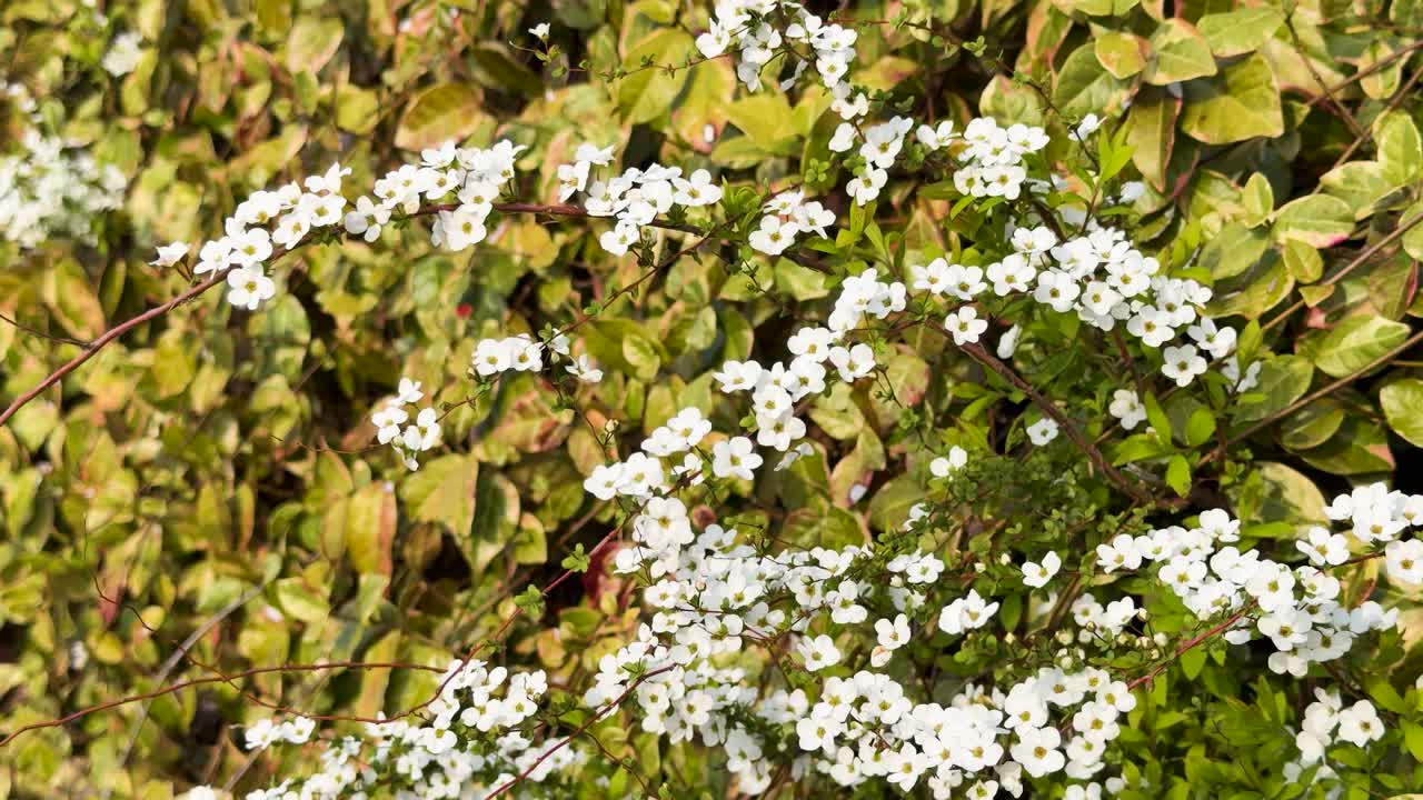 Primer plano de flores blancas de primavera en un arbusto meciéndose suavemente bajo la luz natural del sol
