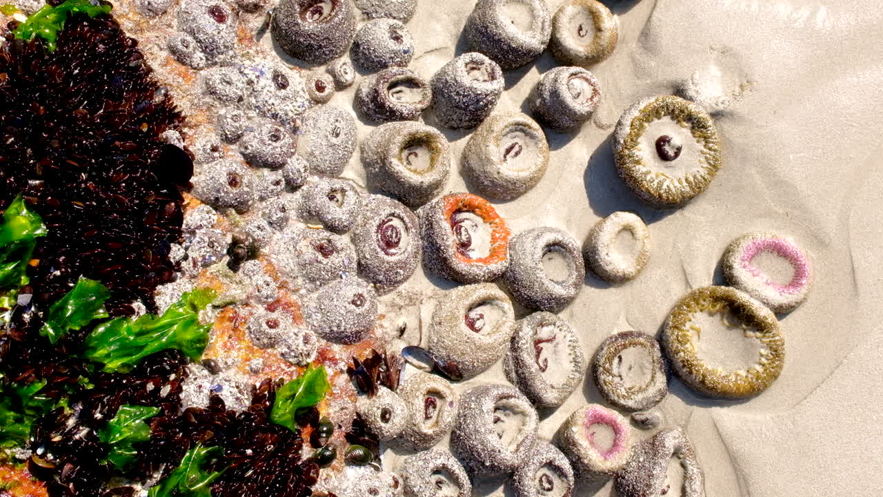 Colorful sea anemones on sandy beach in intertidal zone. Top view