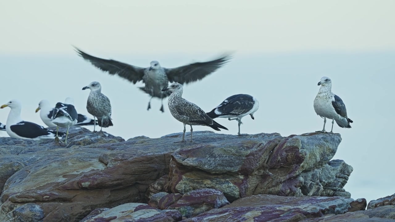 Mågeflok hviler på barske kystklipper med udsigt over havet ved Cape Point Naturreservat, Sydafrika, viser vilde havfugle samlet i deres naturlige kysthabitat