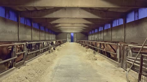 interior of a stable, breeding of cows