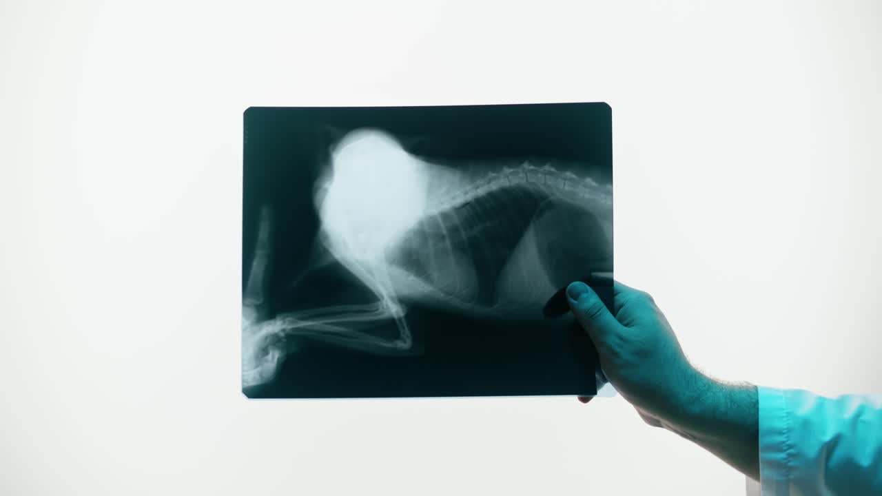 Veterinario che tiene in mano ed esamina una lastra radiografica di animale