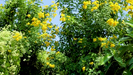 yellow flowers blooming at floating market location