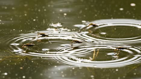 insect behavior on water surface: exploring how water striders navigate ripples and patterns in a serene aquatic environment