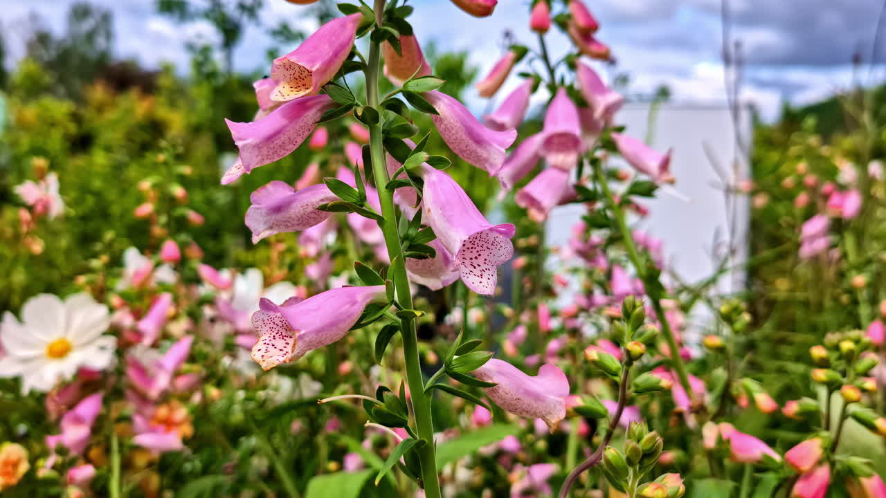 Pink flowers swaying gently in a lush garden, serene spring vibe