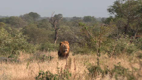 König-Der-Löwen-Schützt-Territorium-In-Der-Afrikanischen-Savanne