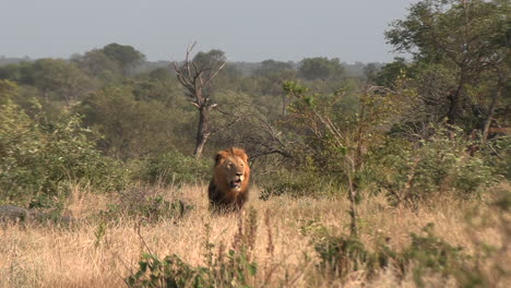 Rey-León-Protegiendo-El-Territorio-En-La-Sabana-Africana.