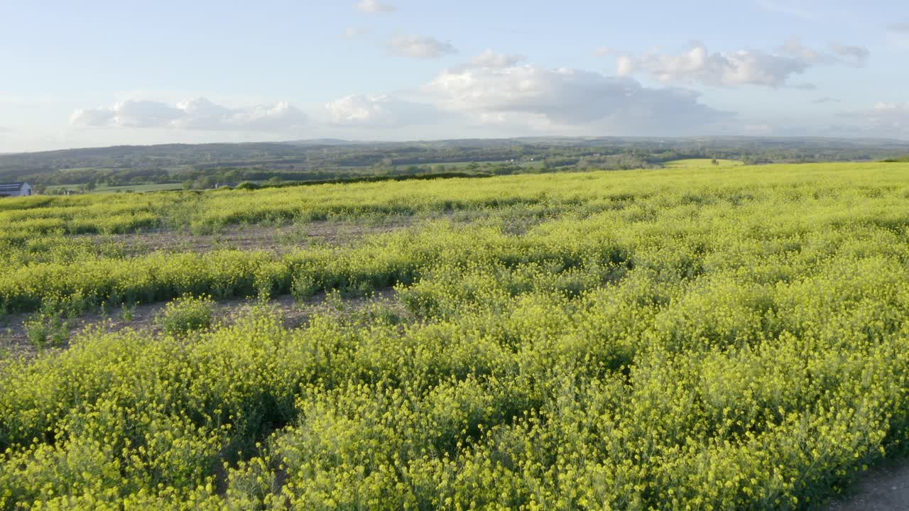 Drone over yellow rapeseed field in the sunshine.