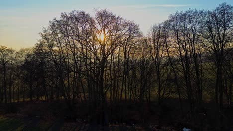 Elegancia-De-La-Tarde:-El-Sol-Invernal-Perfila-Los-árboles-En-Una-Fascinante-Danza-De-Sombras