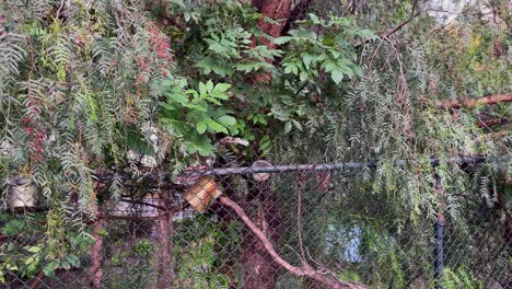 Zeitlupenaufnahme-Eines-Eichhörnchens,-Das-In-Einem-Park-In-Mexiko-Stadt-Uriniert
