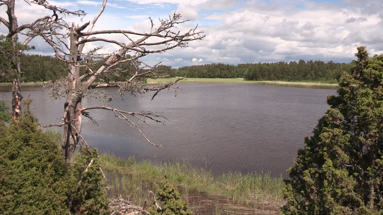 Lake in Finland with dead tree