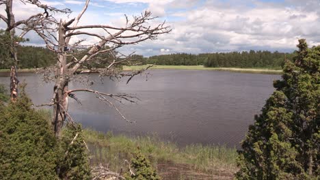 lago en finlandia con árbol muerto