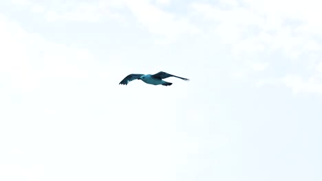 amazing view of a seagull flying in the clear sky. natural flight of a bird gull seagull waving its wings in the air. animal wildlife.
