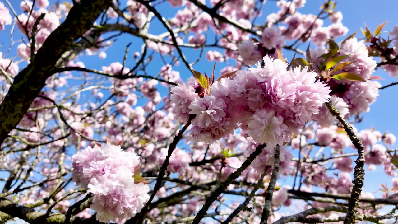 Fragrant pink cherry blossoms blooming on tree branches under a clear blue sky. panning shot