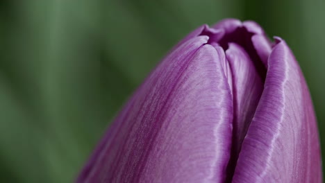 close-up of a purple tulip bud