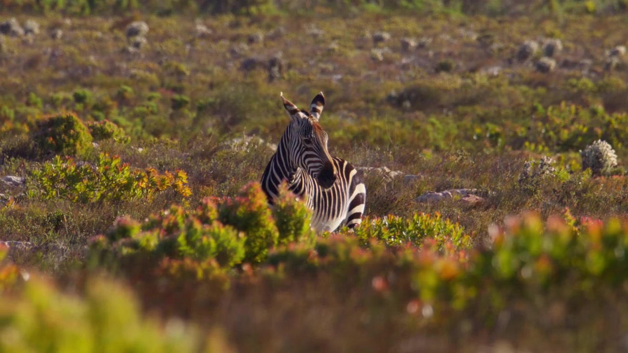Single Cap Mountain Zebra Standing alert in Vibrant scrubland vegetation on a windy day with golden sun, slow motion