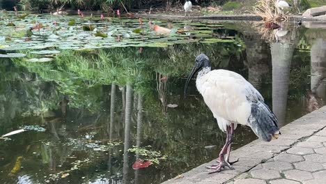 solo australian white ibis, threskiornis molucca with black bare head dipping its downcurved bill in the lily pond, drinking water at city botanic gardens, downtown riverside brisbane