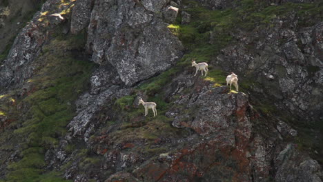 Herd-Of-Female-Thinhorn-Sheep-On-Rocky-Mountain