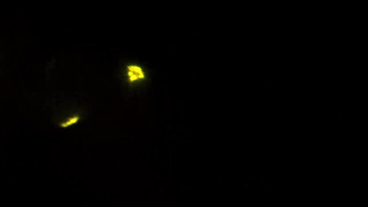 Bagliori bokeh astratti di luce gialla su sfondo nero