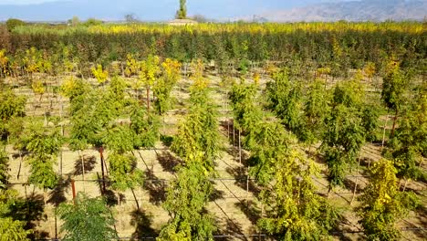 vista aérea de plántulas de frutas plantadas