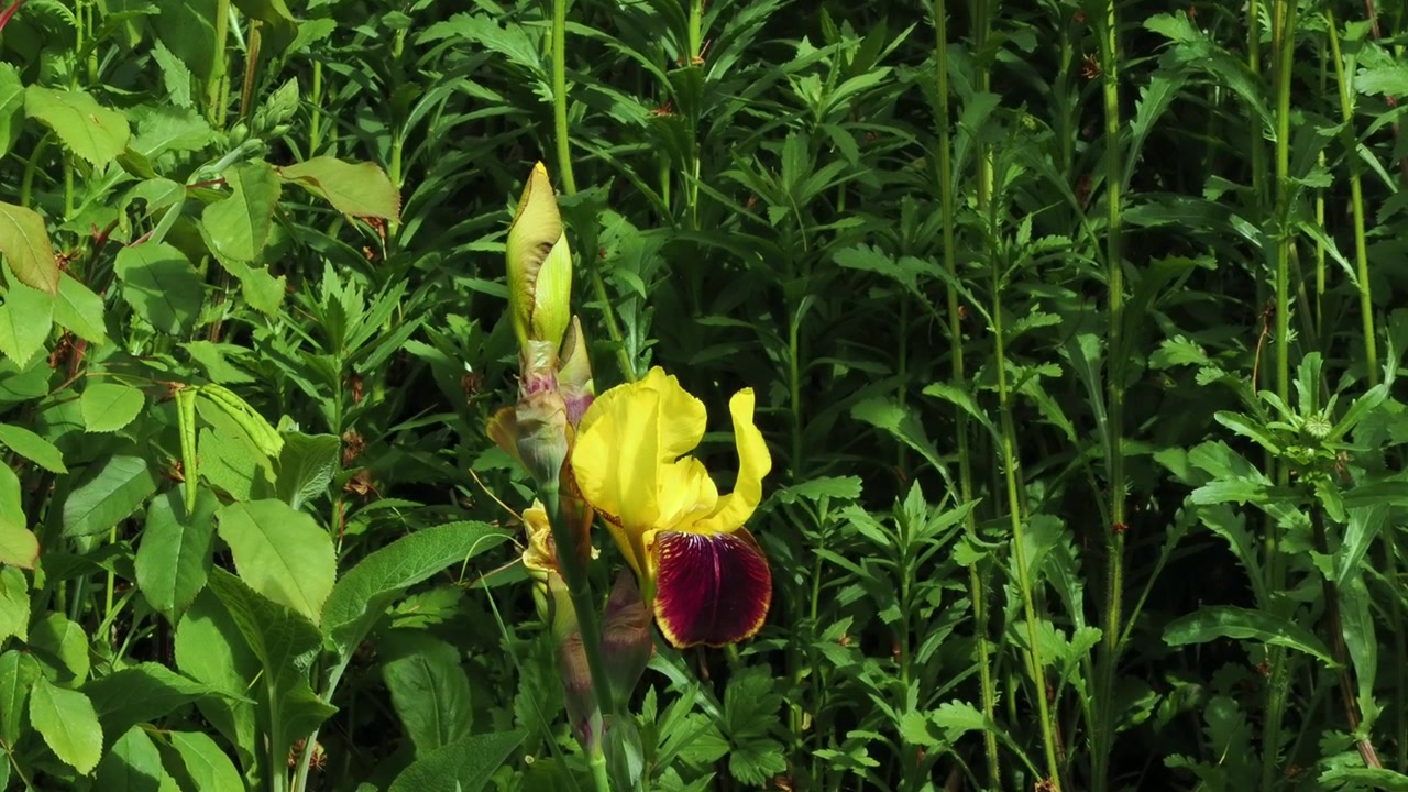 Iris barbata con petali inferiori gialli e marrone rubino.