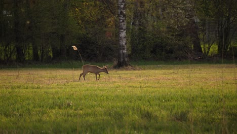 a deer searches for food on a spring sunset. the meadow is lush green, and everything is beginning to come to life. cute animal and beautiful nature.