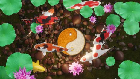 koi  fish or fancy crap swim in a circle.