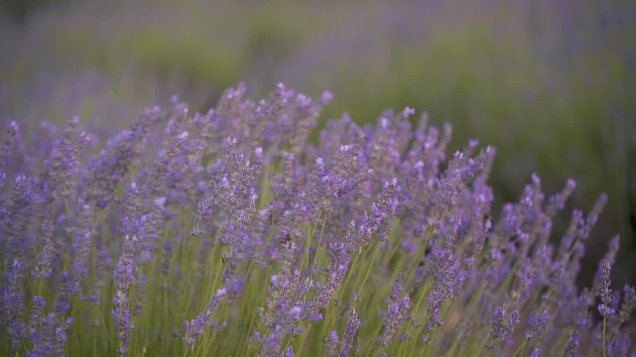 toma detallada de abejas en flores de campo de lavanda meciéndose en el viento en cuenca, españa, durante la hermosa puesta de sol con luz suave