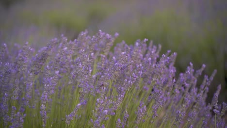 Toma-Detallada-De-Abejas-En-Flores-De-Campo-De-Lavanda-Meciéndose-En-El-Viento-En-Cuenca,-España,-Durante-La-Hermosa-Puesta-De-Sol-Con-Luz-Suave