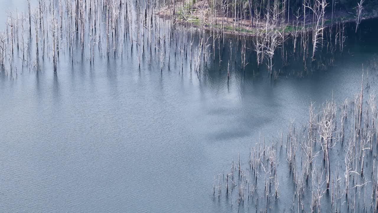 Drone glides over flooded wetland with dead trees, soft daylight, tranquil mood, wide aerial perspective