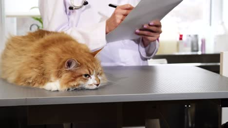 close up of a beautiful cat at the vet office after medical examination