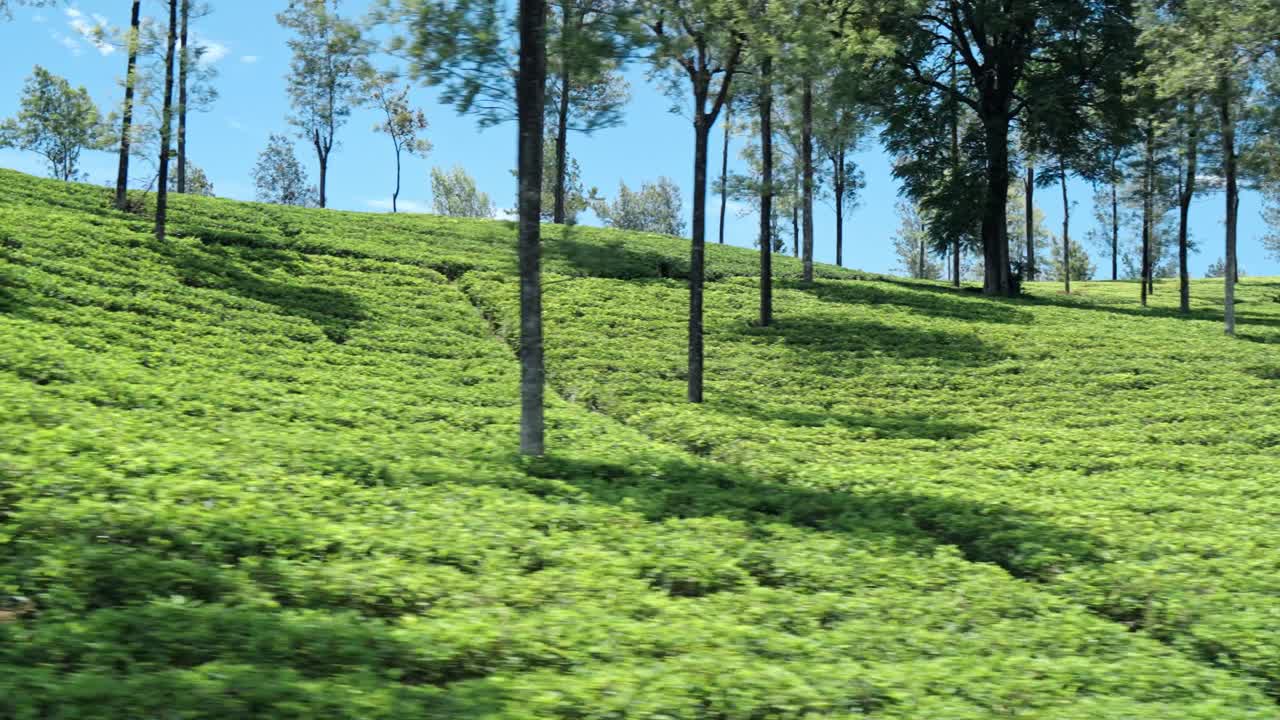 Scenic footage capturing the rolling green tea plantations viewed from a moving train on the Ella–Kandy route in Sri Lanka.
