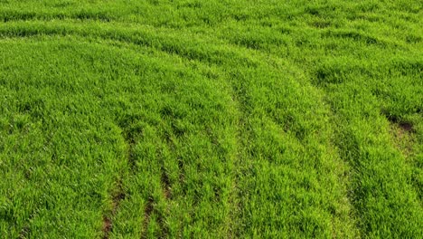 volando sobre un campo sembrado con trigo verde