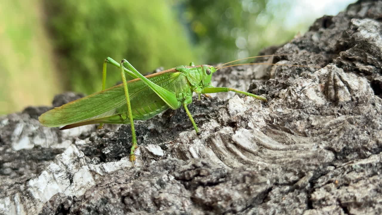 Great Green Bush Cricket on Tree Trunk Close Up