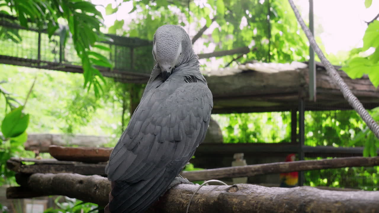loro negro posado en una rama de árbol en una jaula