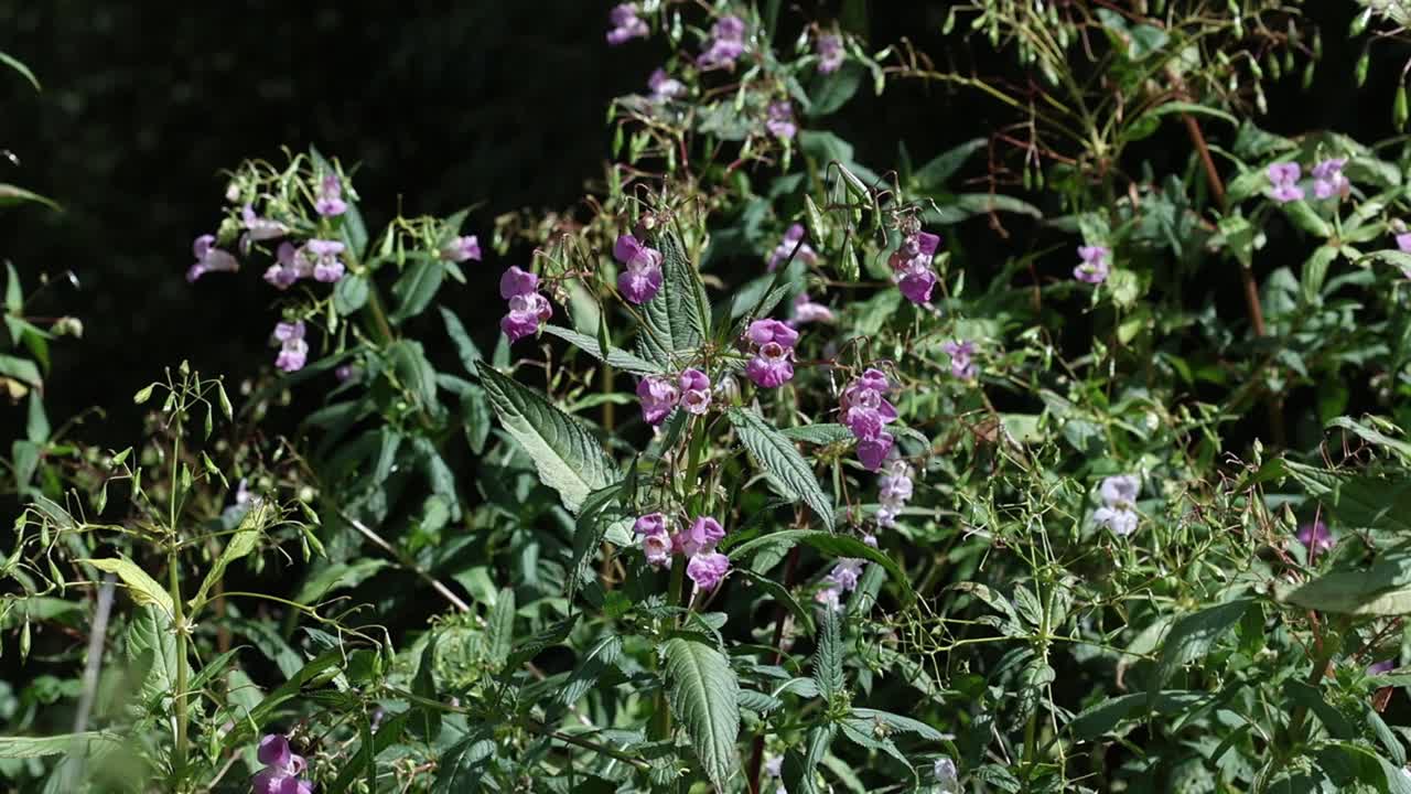 Himalayan Balsam, Impatiens glandulifera, an invasive from the Himalays. Here it is growing on the banks of the River Stour. UK
