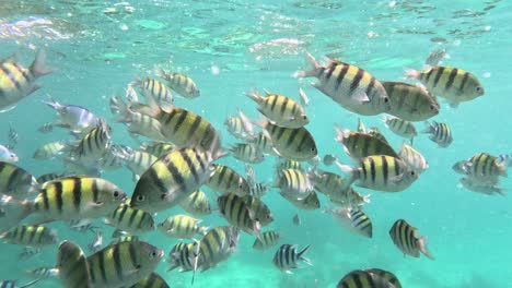 huge shoal of the indo pacific sergeant fish at a coral reef near bantayan island, cebu, philippines