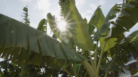 Hojas-De-Palmera-Vibrantes-Con-Luz-Solar-Brillando-En-Una-Isla-Tropical,-Vista-En-Movimiento