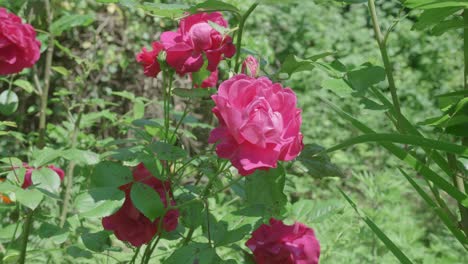 春の晴れた日に植物に囲まれて満開の豪華なピンクのバラ