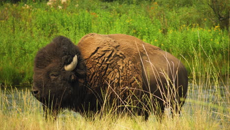 Bison-Im-Grasland-Neben-Dem-Fluss-Leckt-Sich-Die-Nase