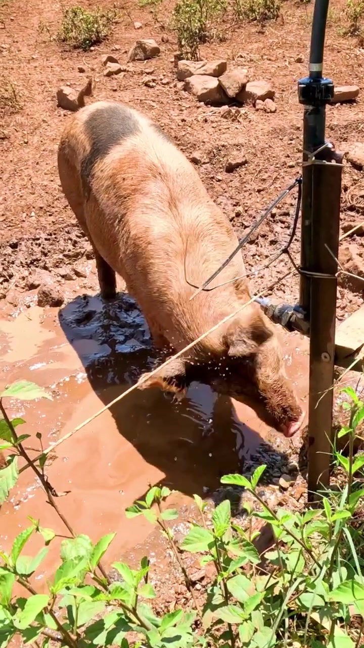 Un maiale si rotola nel fango vicino a una fonte d'acqua