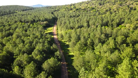 Beautiful-dirt-road-amidst-pine-trees