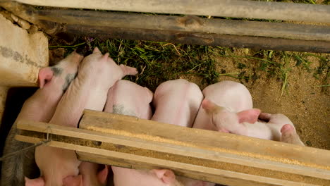overhead view of piglets huddling together in the cold, farmyard