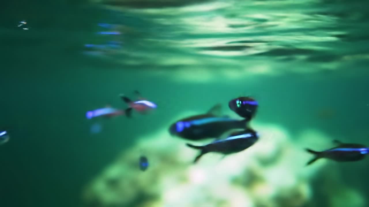 A Mesmerizing Underwater Scene Capturing the Graceful Movements of Colorful Fish Swimming in Crystal Clear Aquatic Environments with Vibrant Greenish Tones