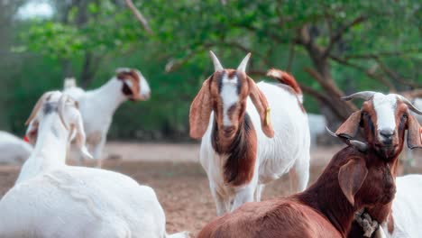 slow motion shot of goats, some sitting and some standing in the middle of a natural landscape with dirt floor, plants and trees