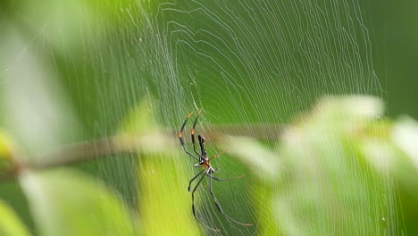 orbe-tejedores de seda dorada en web esperando orar