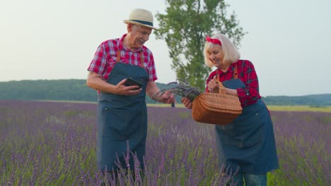 senior grandfather, grandmother farmers growing lavender, holding digital tablet, examining harvest