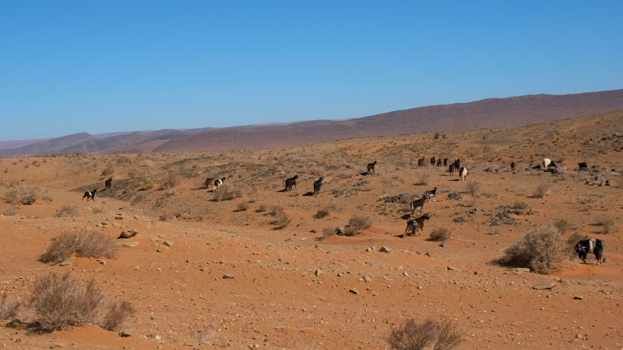 conduciendo por un rebaño de cabras en el desierto de marruecos, tiro de mano