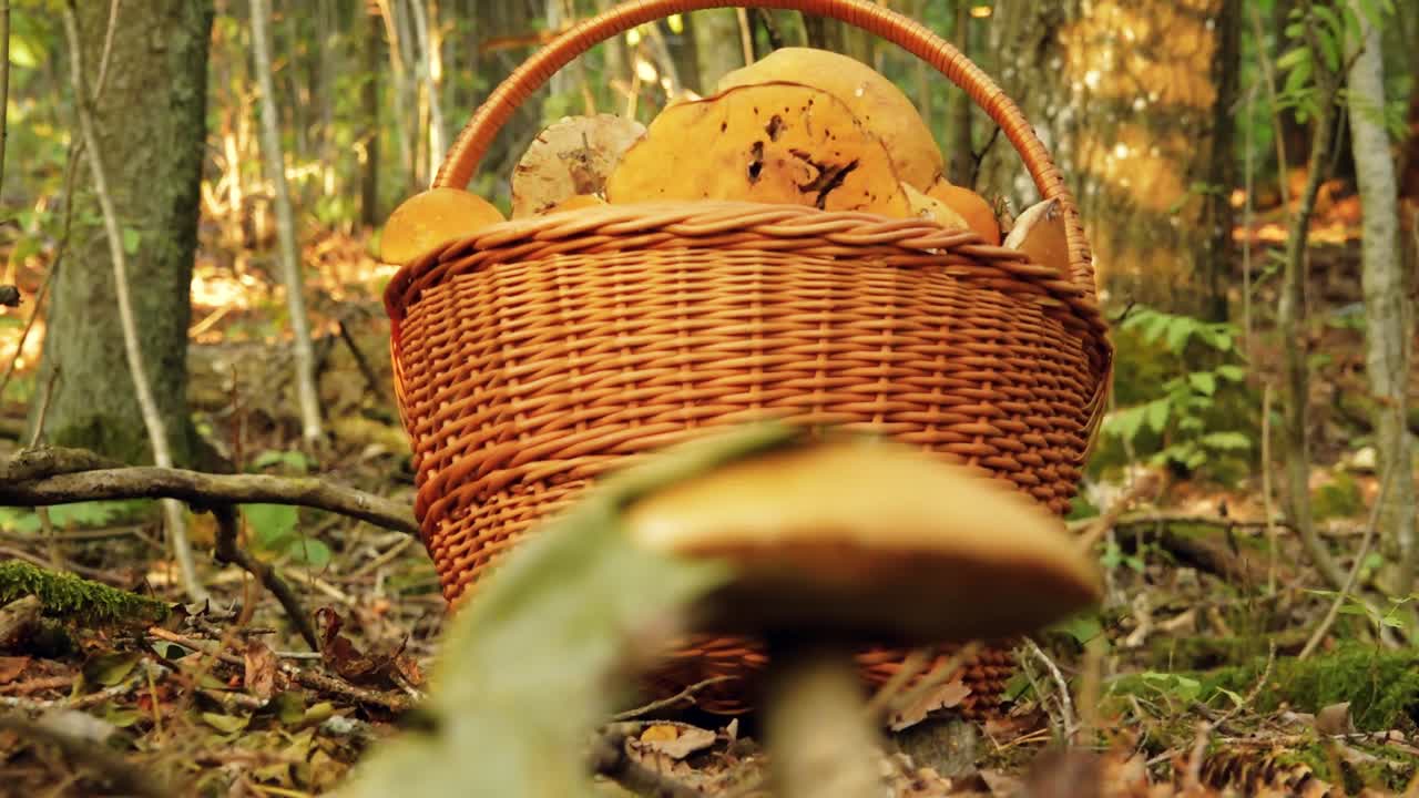 Funghi autunnali nella luce del sole della foresta.