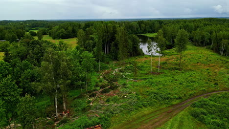 aerial view of deforestation and logging activity in a forest