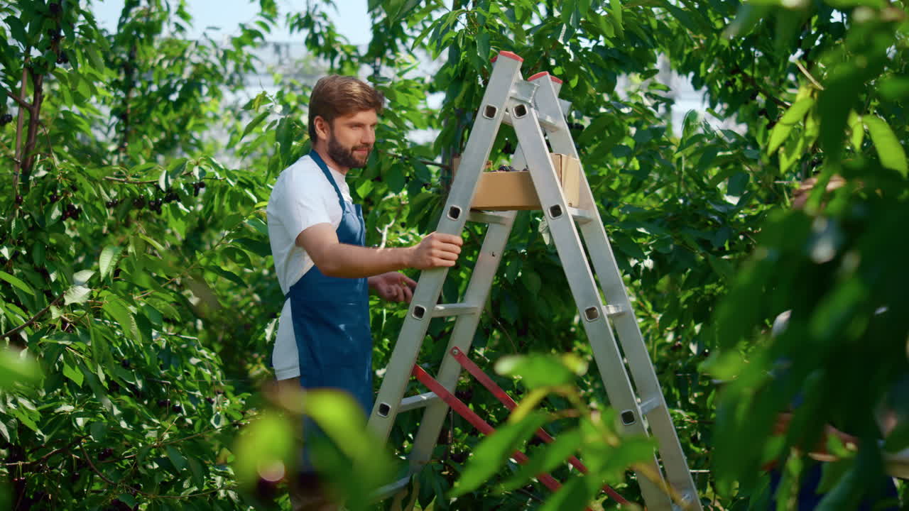 agricultores que cooperan en la plantación recogiendo bayas comprobando el nivel de producción